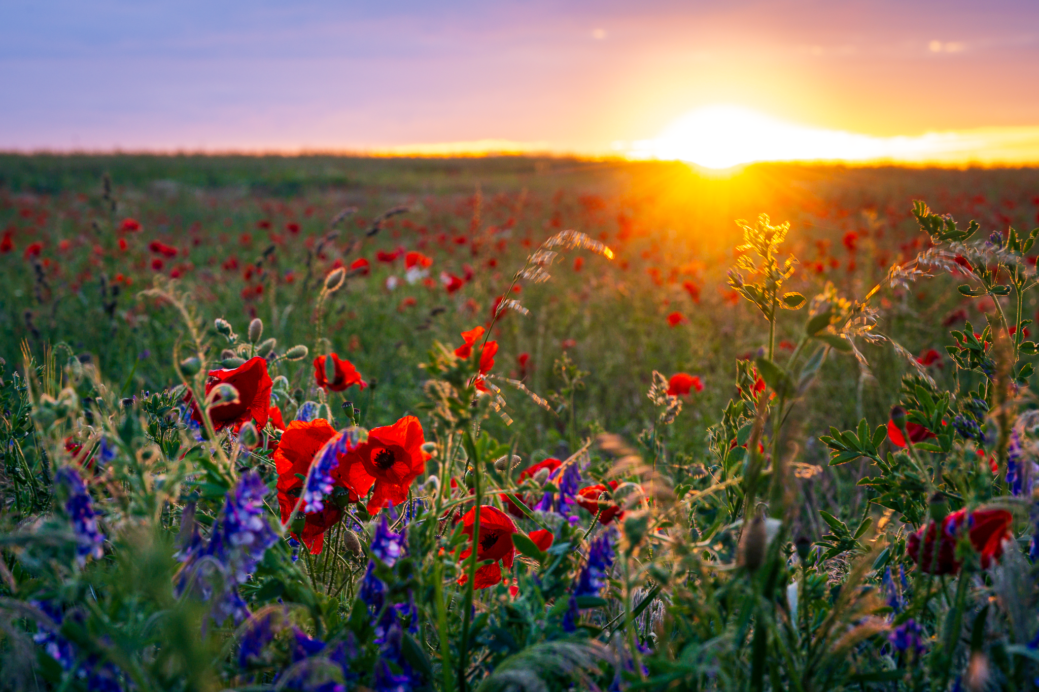 Mohnblumen, Kornblumen, Sonnenuntergang